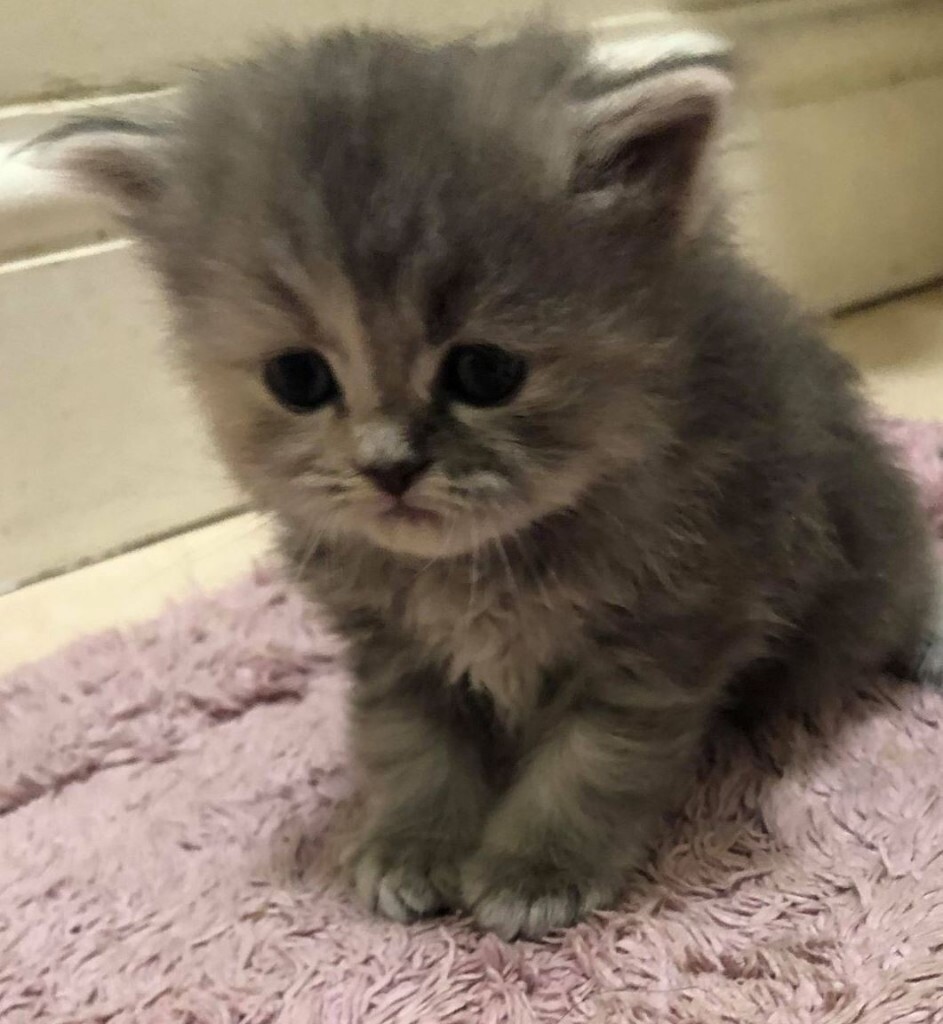 siberian kittens for sale gumtree